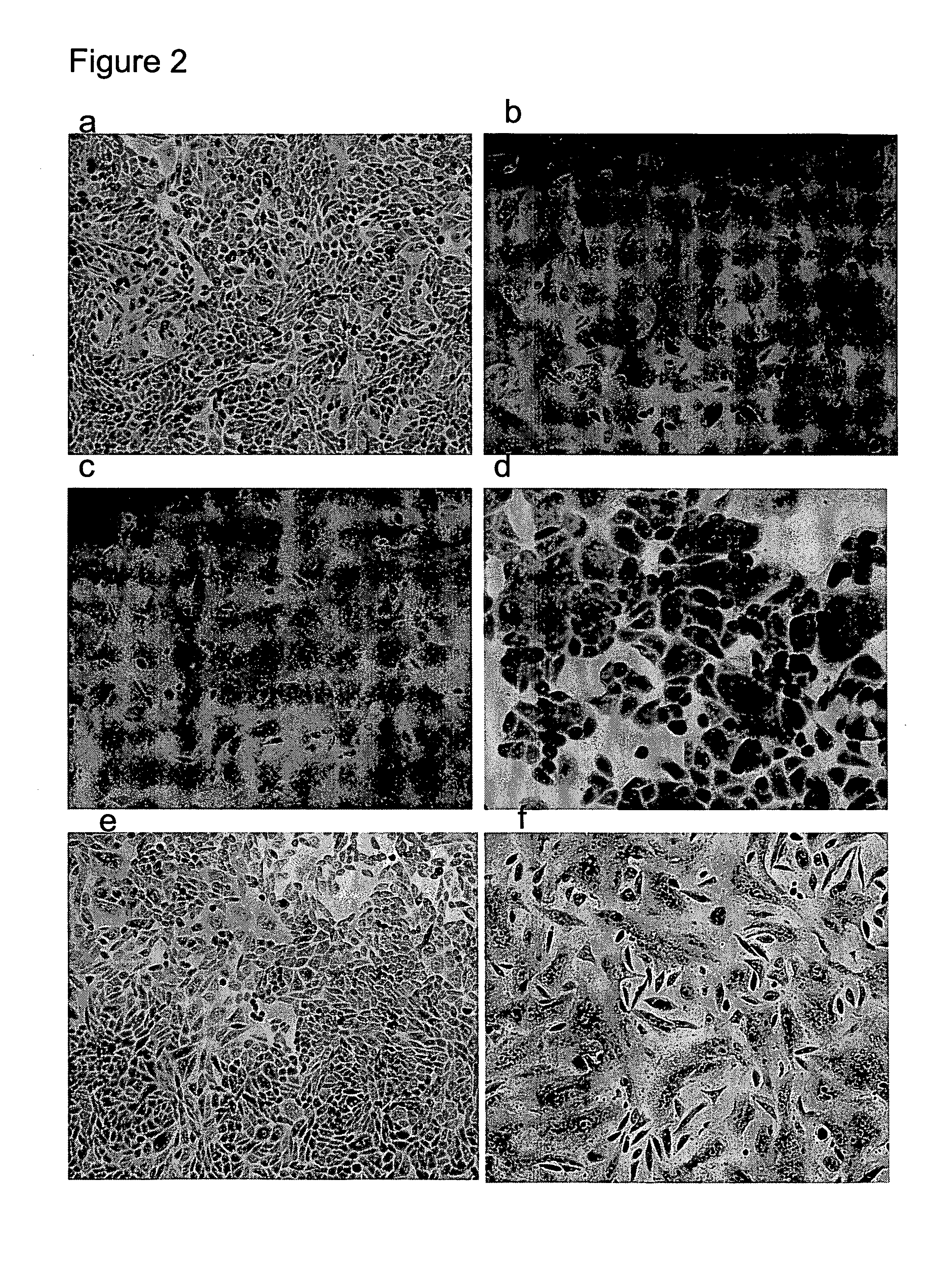 Monoclonal Antibodies Specific to the Fusion Peptide From Hemagglutinin From Influenza A Viruses and Uses Thereof