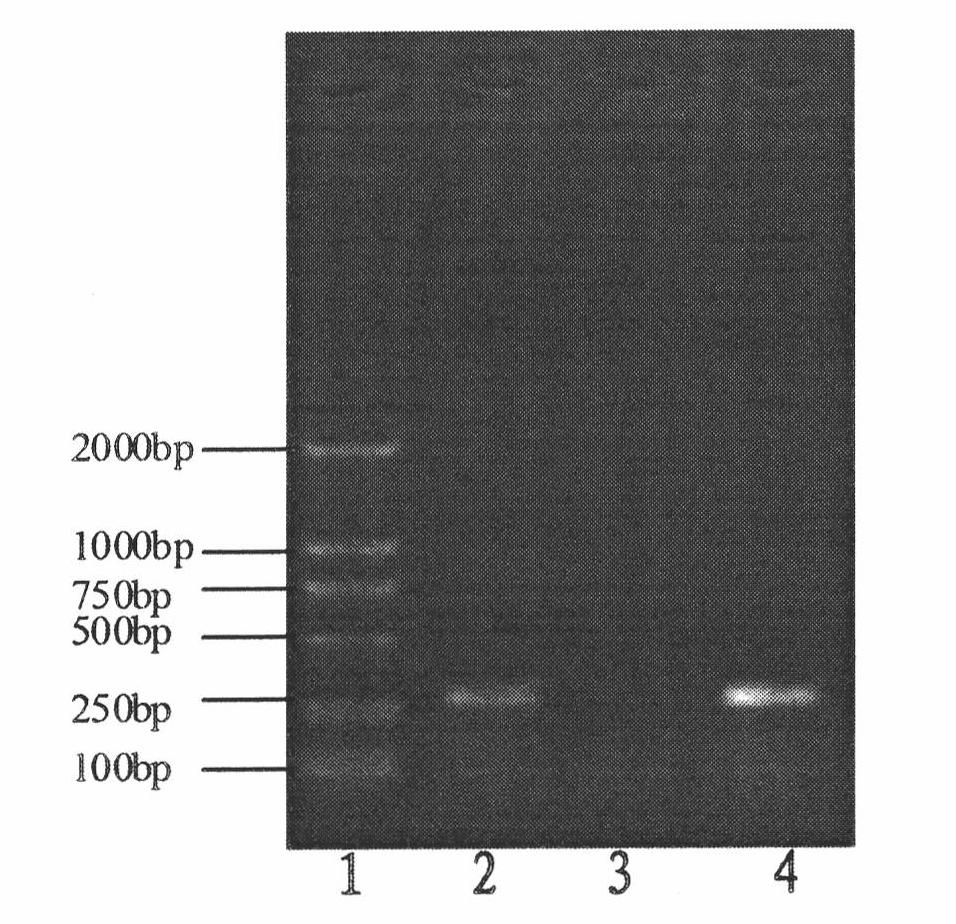 Yersinia pestis ghost, preparation method thereof, and application of Yersinia pestis ghost serving as vaccine