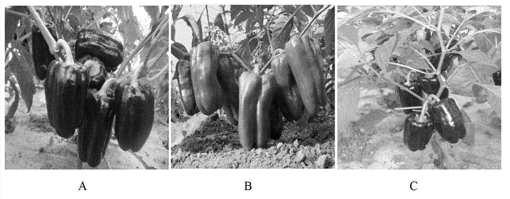 Cultivation method of novel purple hot pepper variety