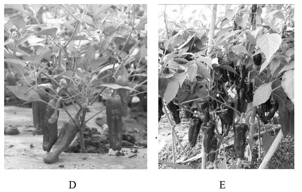 Cultivation method of novel purple hot pepper variety