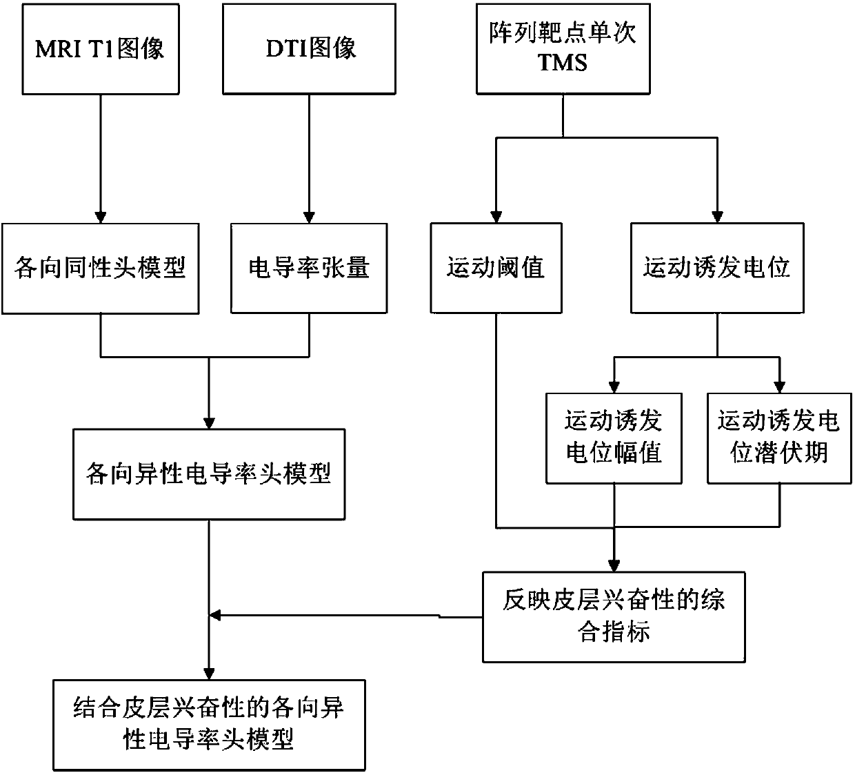 Anisotropic conductivity head model modeling method and device combined with cortical excitability