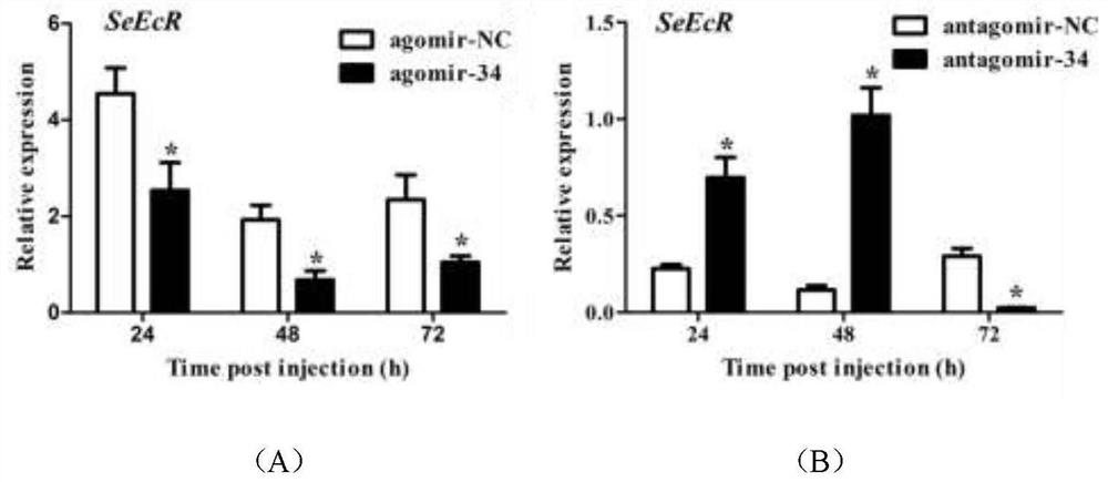 MiRNA for regulating lepidoptera pest death, analogue and inhibitor and application thereof