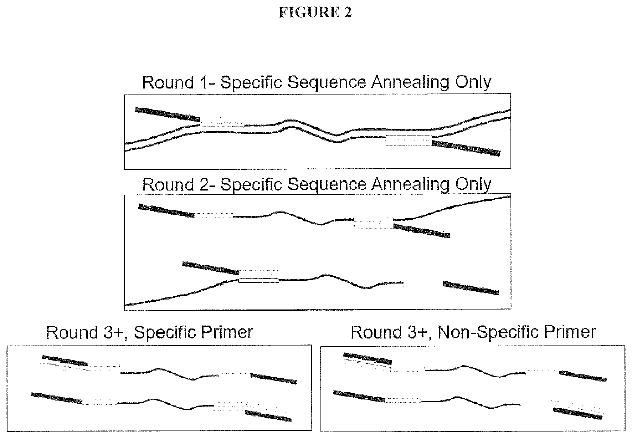 Multiple Specific/Nonspecific Primers for PCR of a Complex Gene Pool