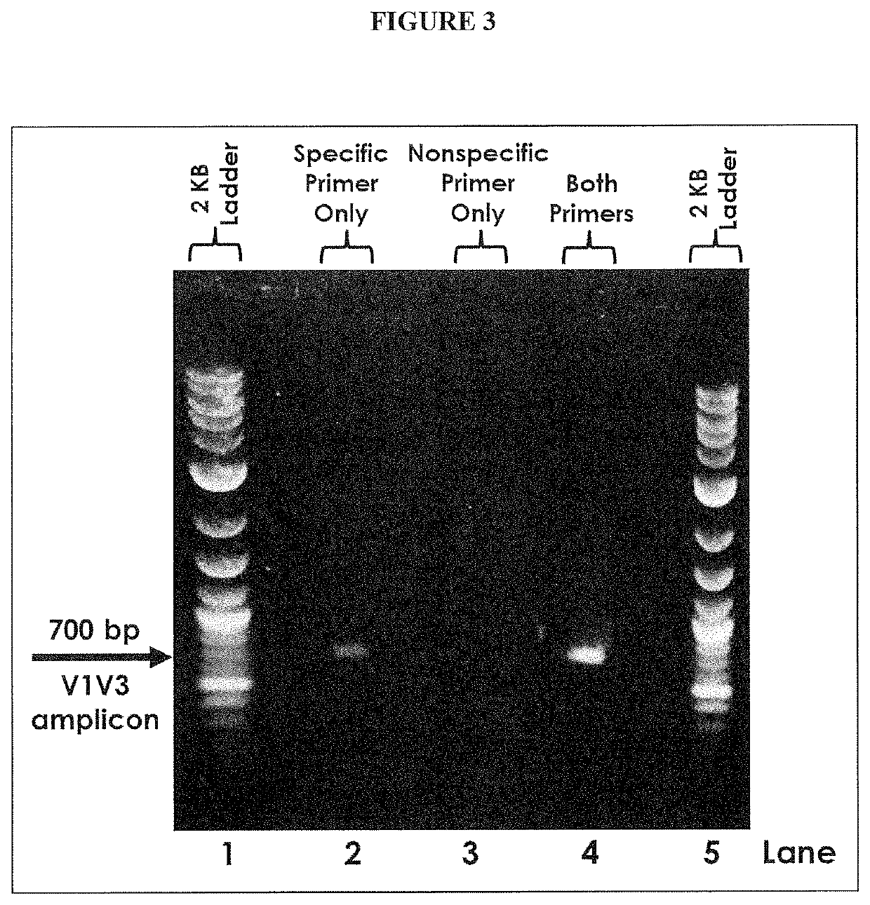 Multiple Specific/Nonspecific Primers for PCR of a Complex Gene Pool