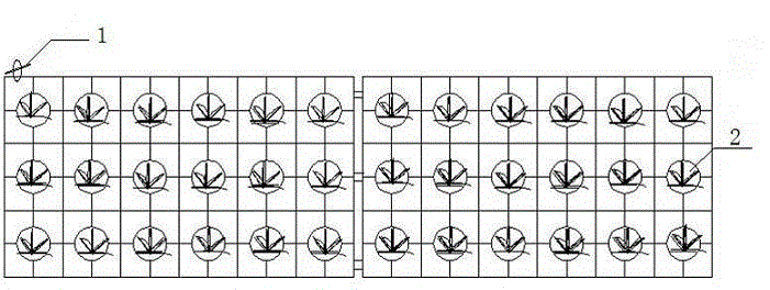 Method for cooperatively controlling microcystis aeruginosa and purifying water quality by using Plagiognathops microlepis, hyriopsis cumingii, Bellamya aeruginosa and calamus