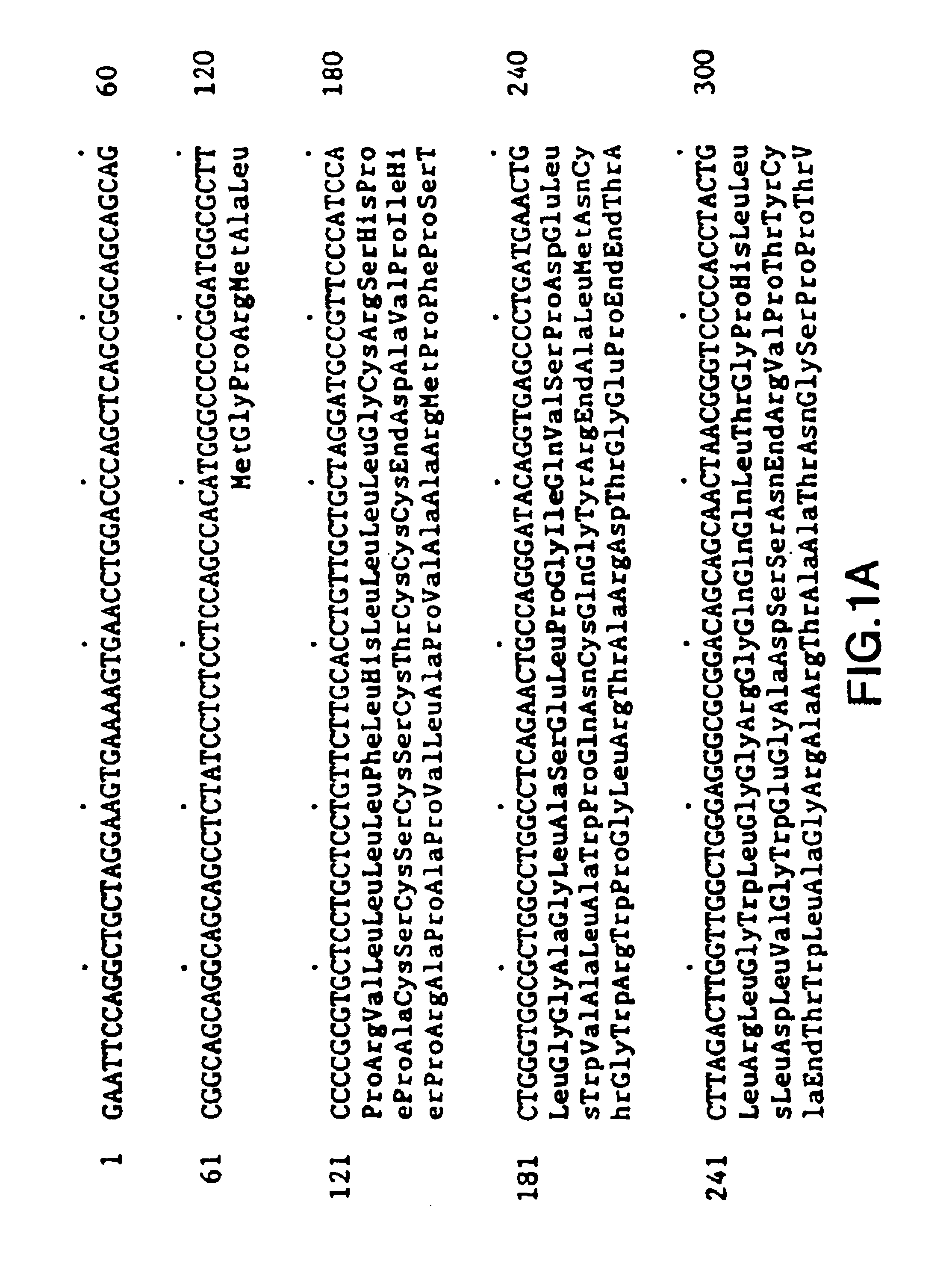 Immunoassays for human brain natriuretic peptide