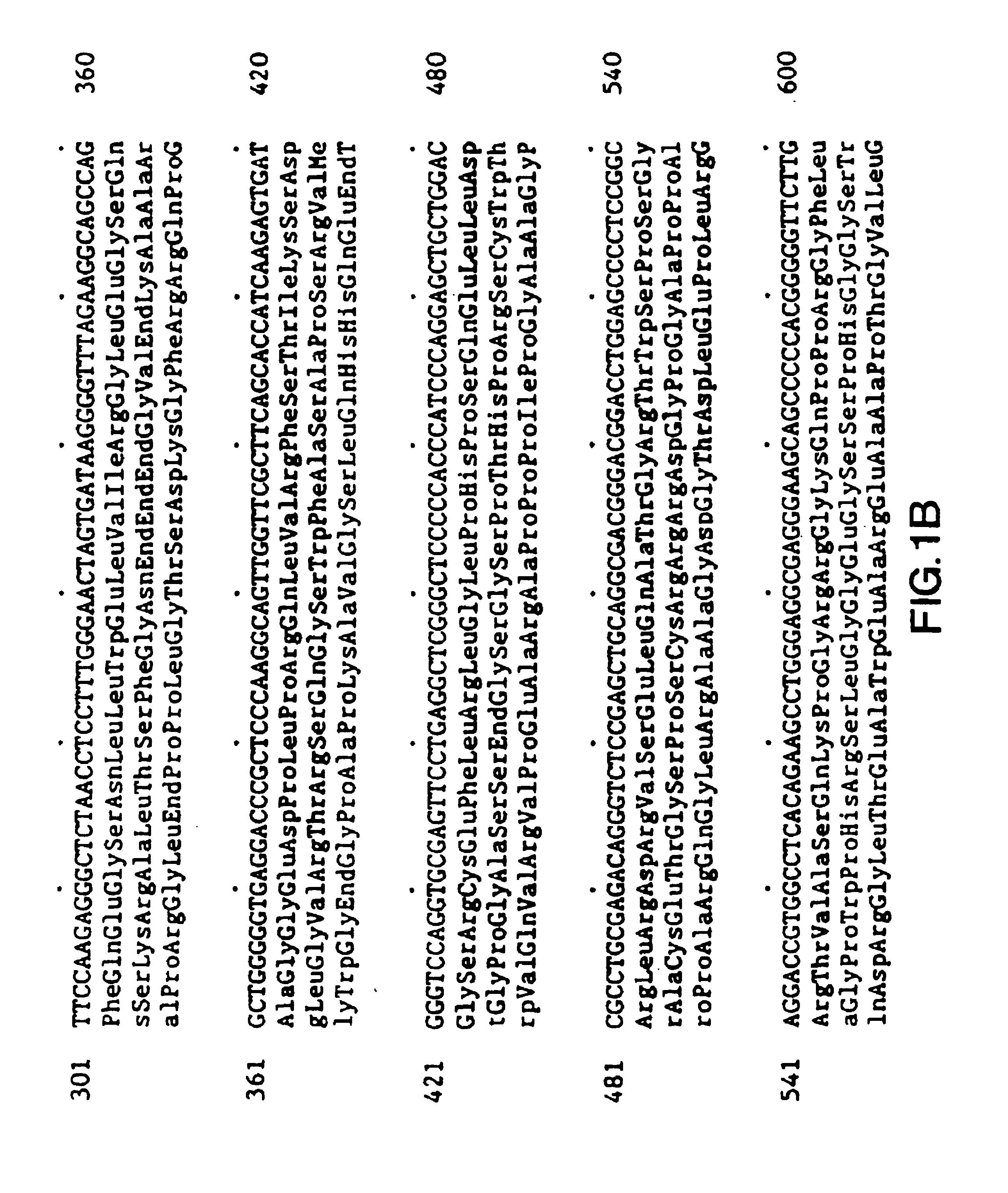 Immunoassays for human brain natriuretic peptide