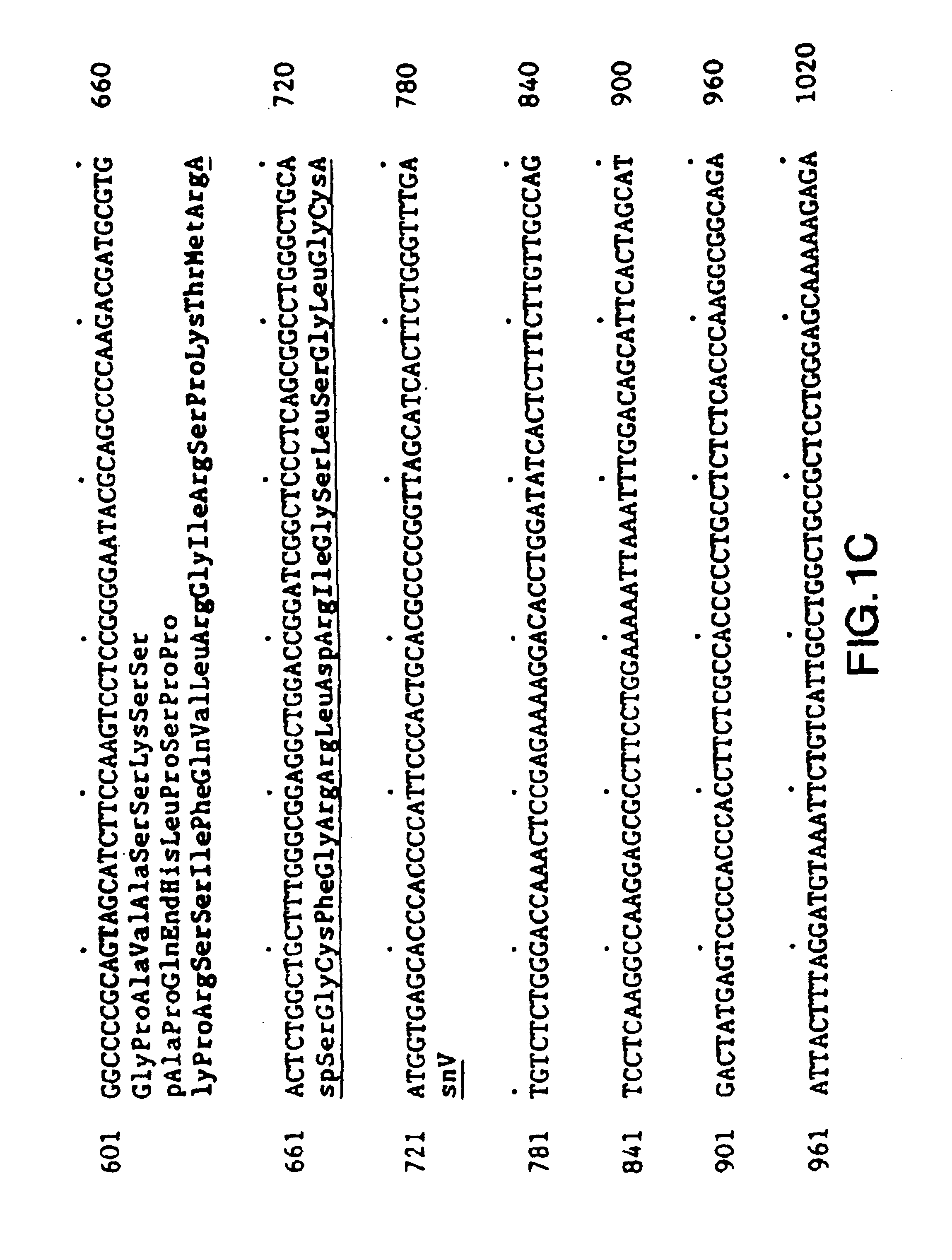 Immunoassays for human brain natriuretic peptide