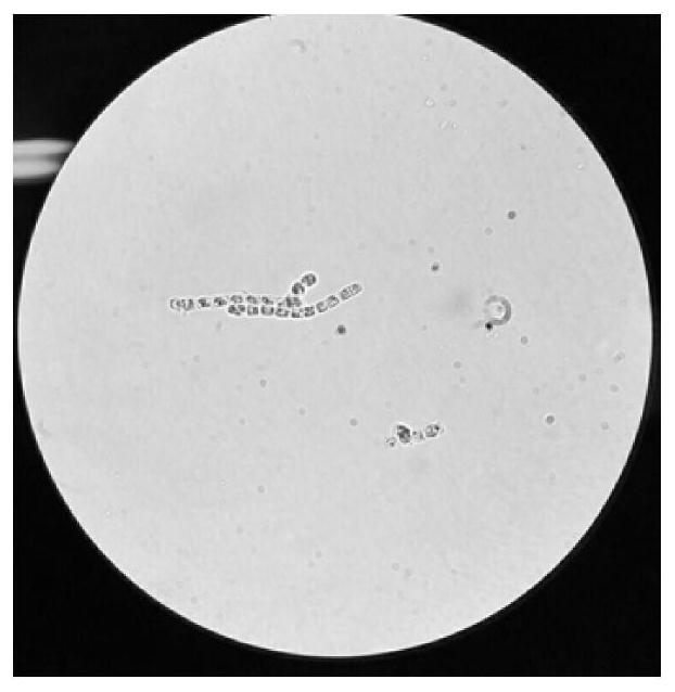 A kind of material and application based on natural diatom shell and phycobiliprotein