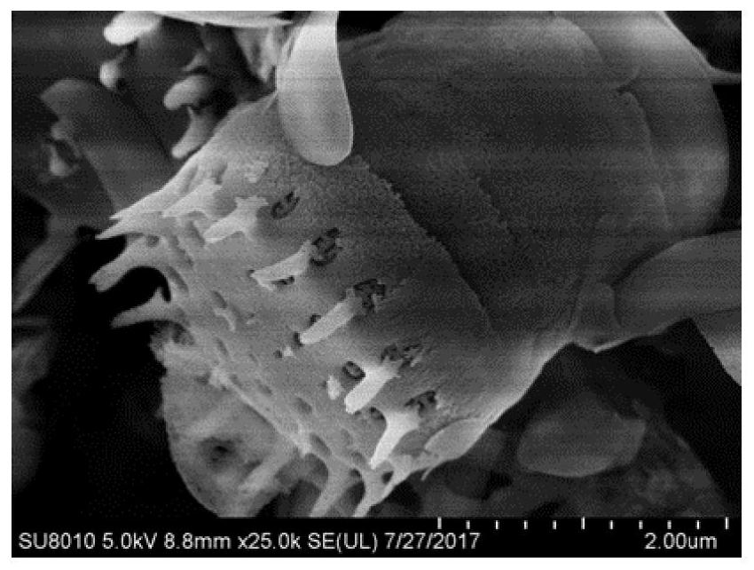 A kind of material and application based on natural diatom shell and phycobiliprotein