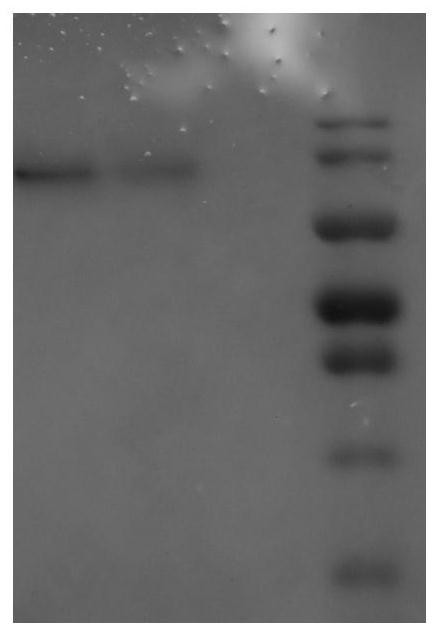 A kind of material and application based on natural diatom shell and phycobiliprotein