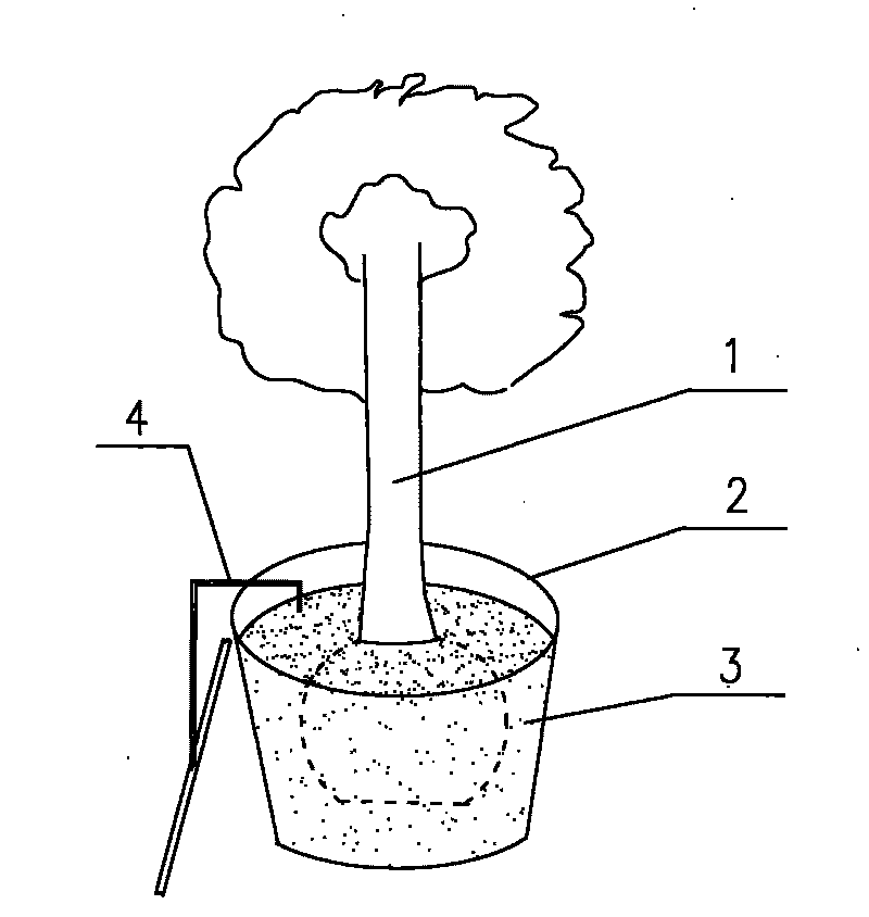 Engineering storing and culturing method for liquidambar styraciflua seedlings in container