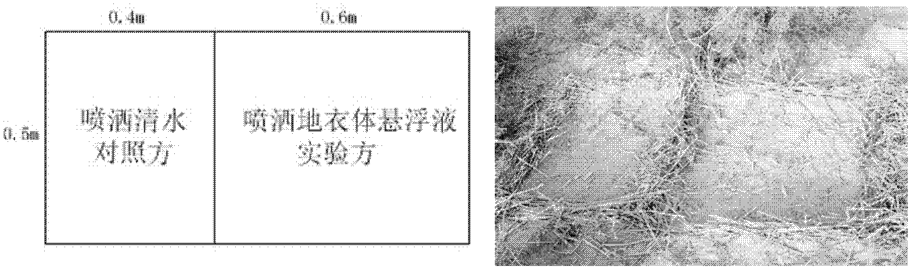 Method for controlling desert through artificial and biological crust and special lichen