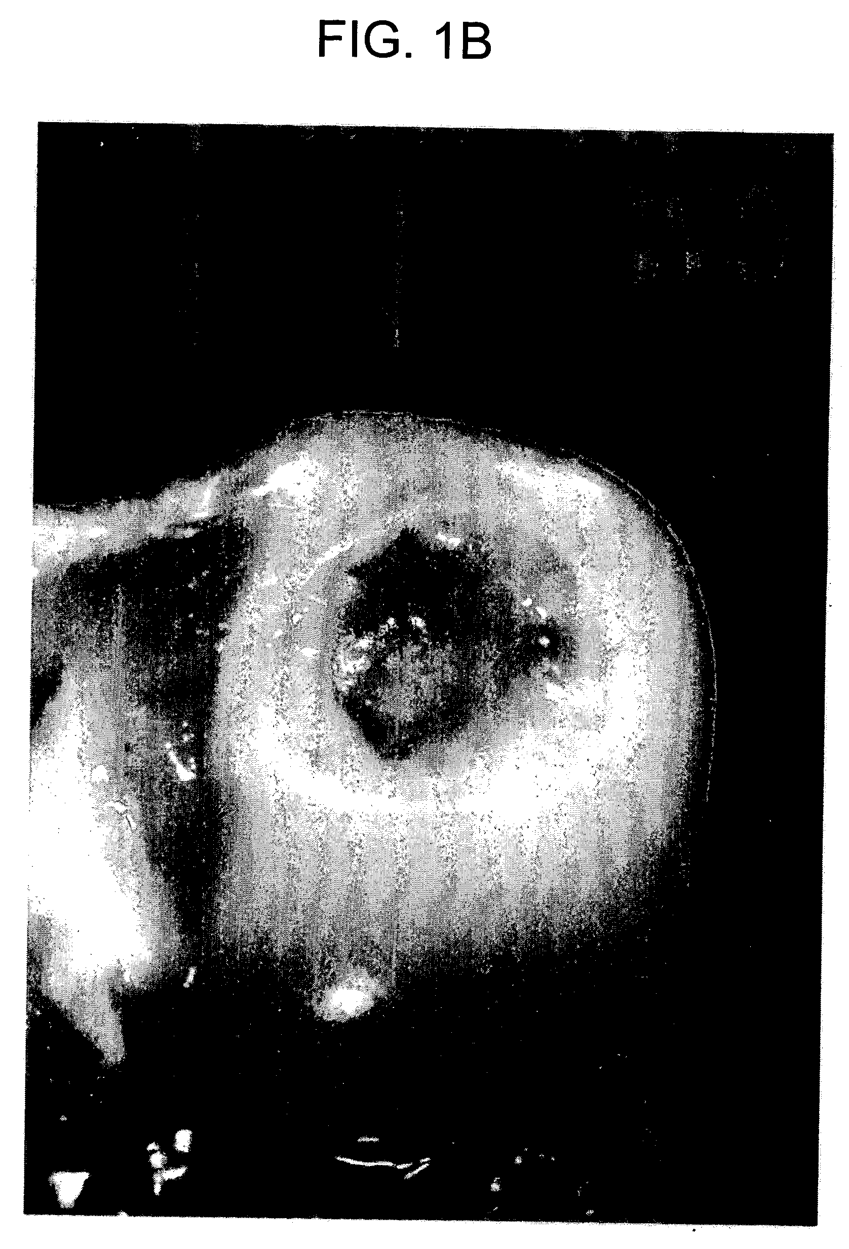 Particulate cartilage compositions, processes for their preparation and methods for regenerating cartilage