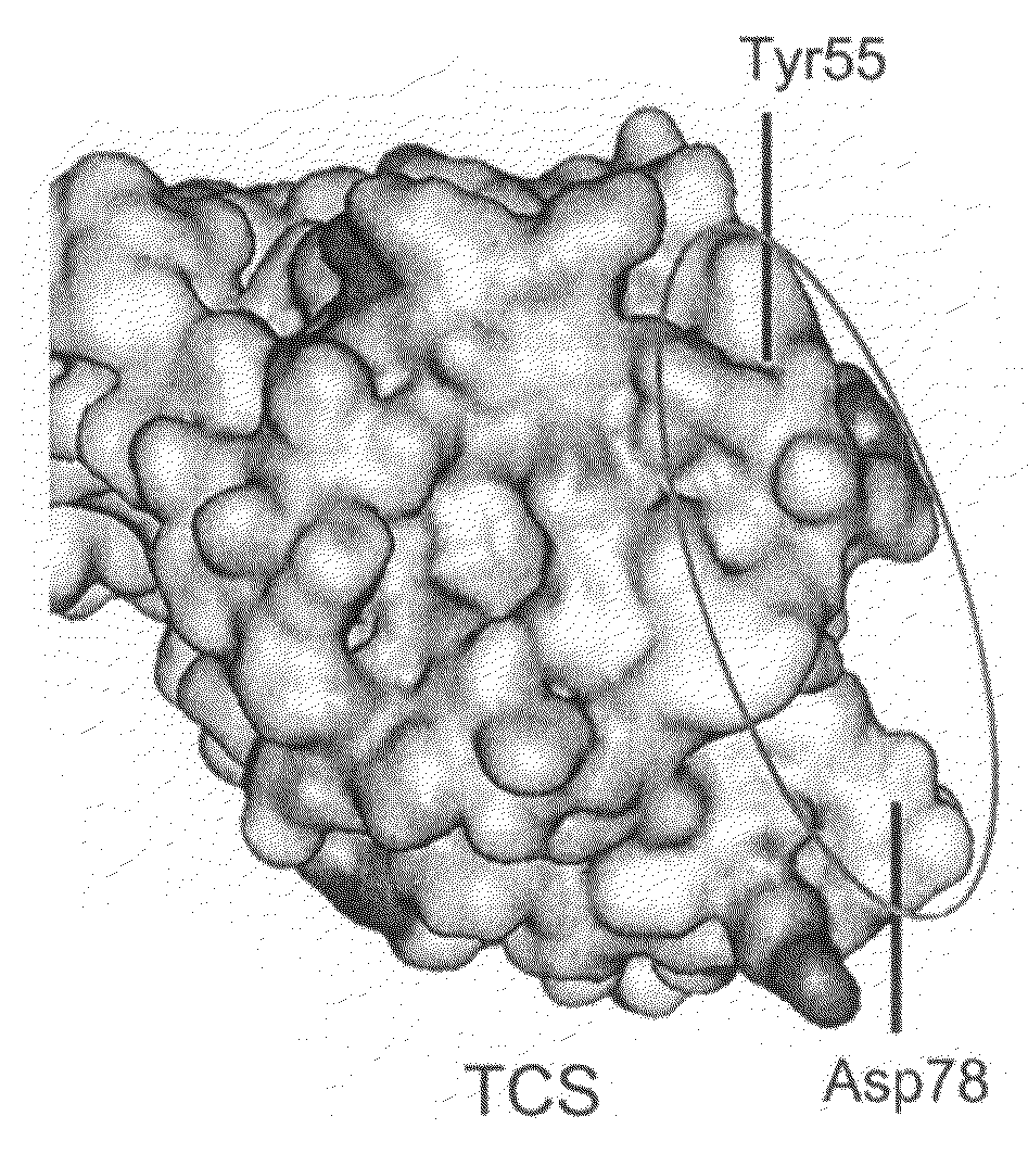 Mutants of Trichosanthin With Anti-Tumor Activity and Lowered Side-Effects