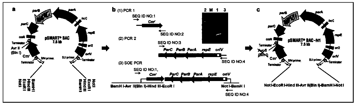 Construction method and application of antheraea pernyi multinucleocapsid nucleopolyhedrovirus shuttle vector