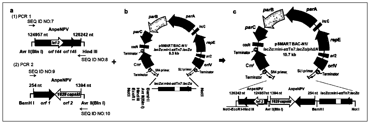 Construction method and application of antheraea pernyi multinucleocapsid nucleopolyhedrovirus shuttle vector