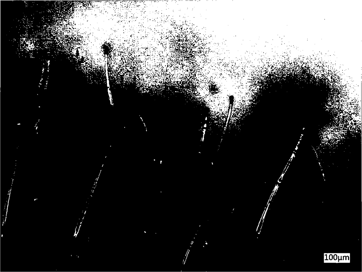 Method for screening high-secretion type material from tobacco mutants