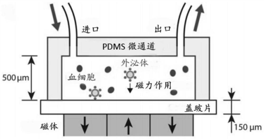 A preparation method and application of magnetic nanoparticles for capturing exosomes in blood