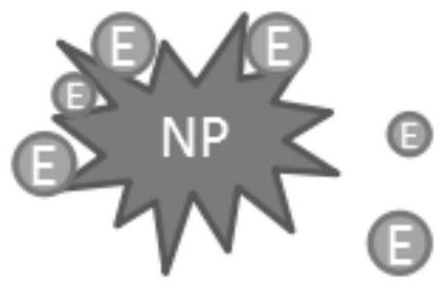 A preparation method and application of magnetic nanoparticles for capturing exosomes in blood