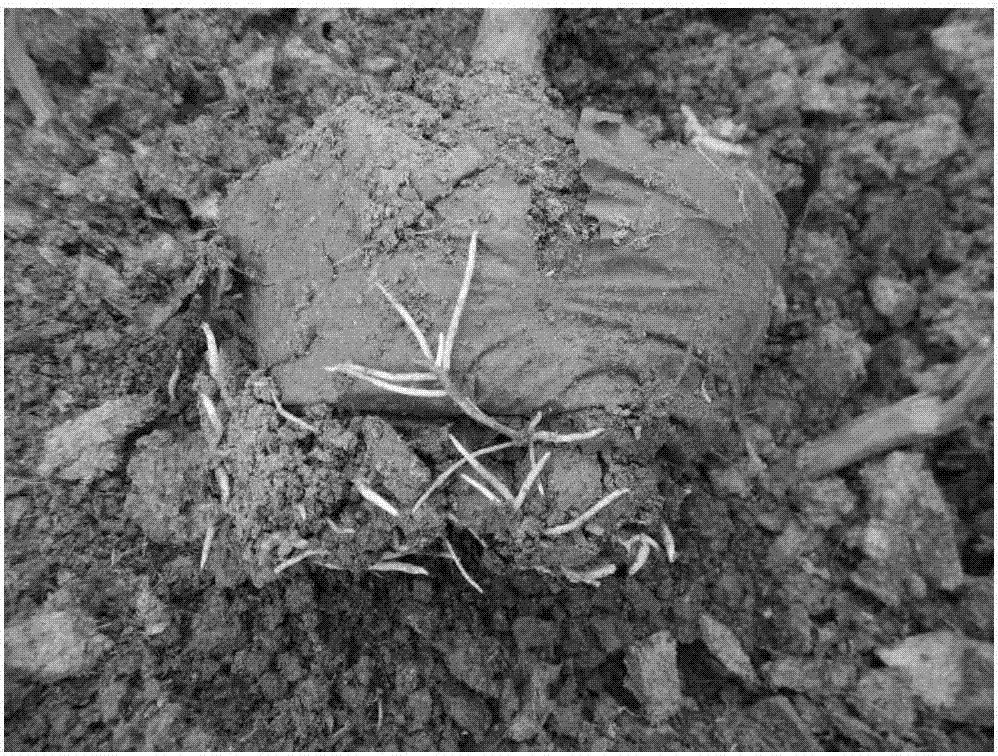 Transplantation method for Michelia guangdongensis