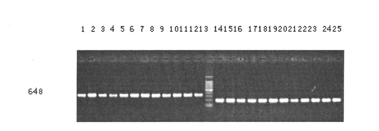 Molecular marker SIsv0204 closely linked with herbicide-resistant gene of millet