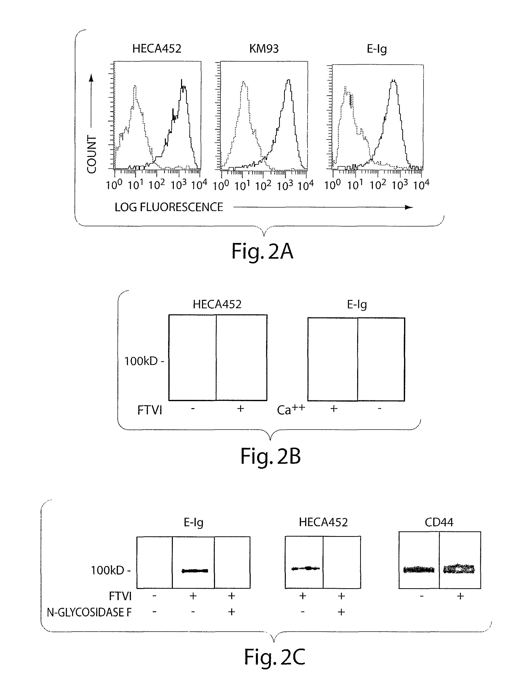 Antibody SACK-1 that binds CD44 glycoforms