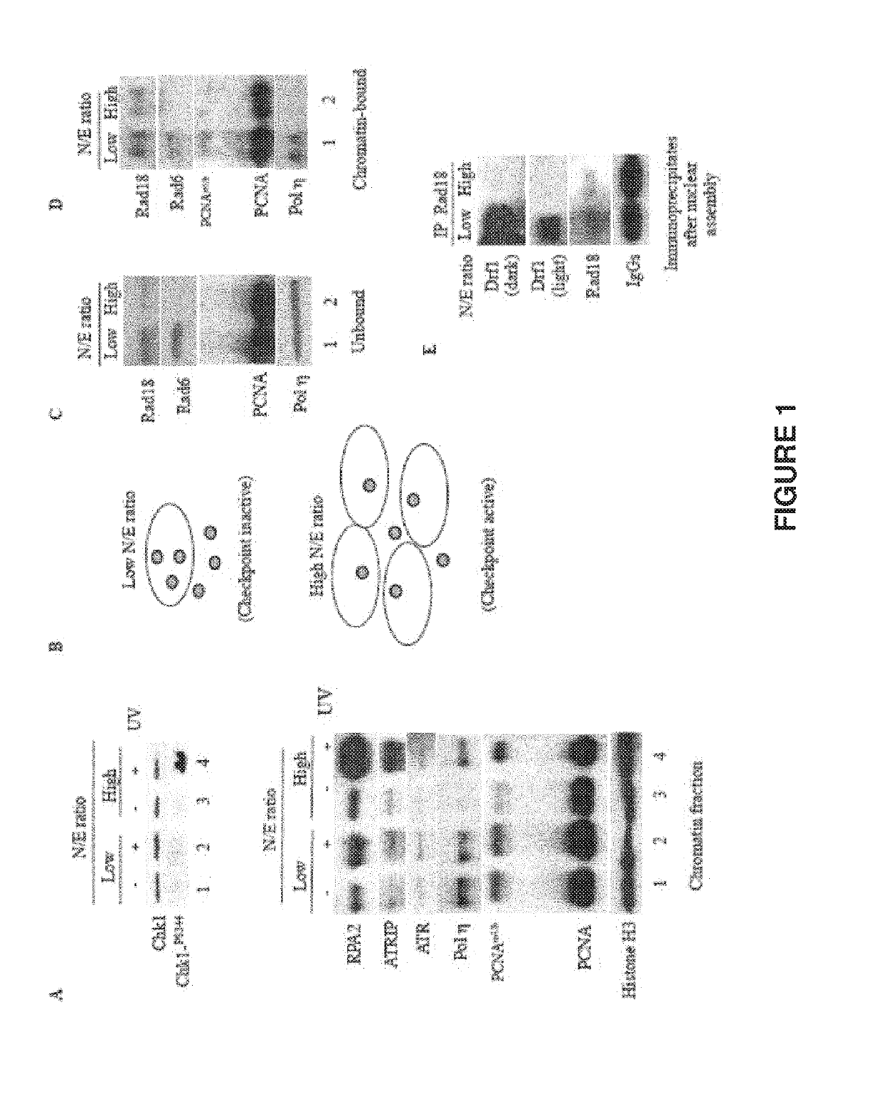 Use of rad18 inhibitors in the treatment of tumors