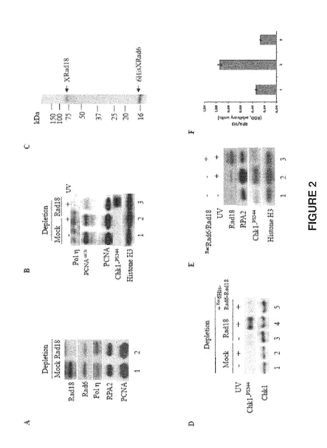 Use of rad18 inhibitors in the treatment of tumors