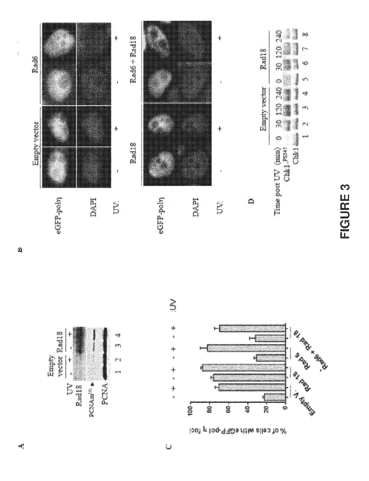 Use of rad18 inhibitors in the treatment of tumors