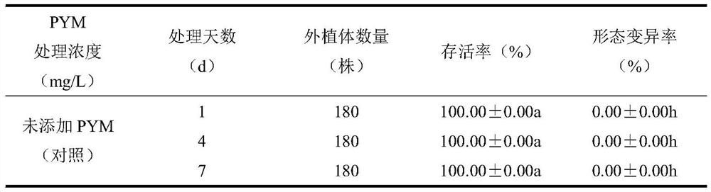 Creation method of novel stress-resistant germplasm of Ceratostigma minus