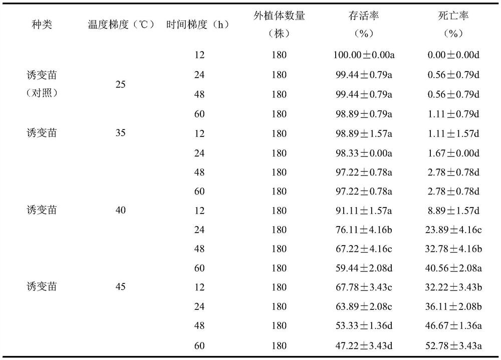 Creation method of novel stress-resistant germplasm of Ceratostigma minus