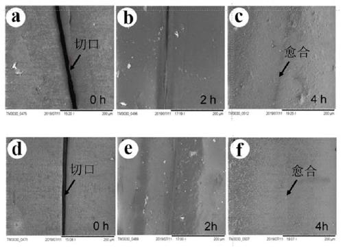 Self-healing flexible composite material and preparation method thereof