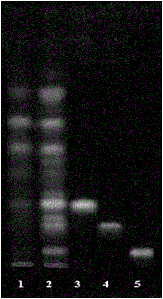 Reversed-phase thin-layer chromatographic method for identifying florists chrysanthemum and bo chrysanthemum