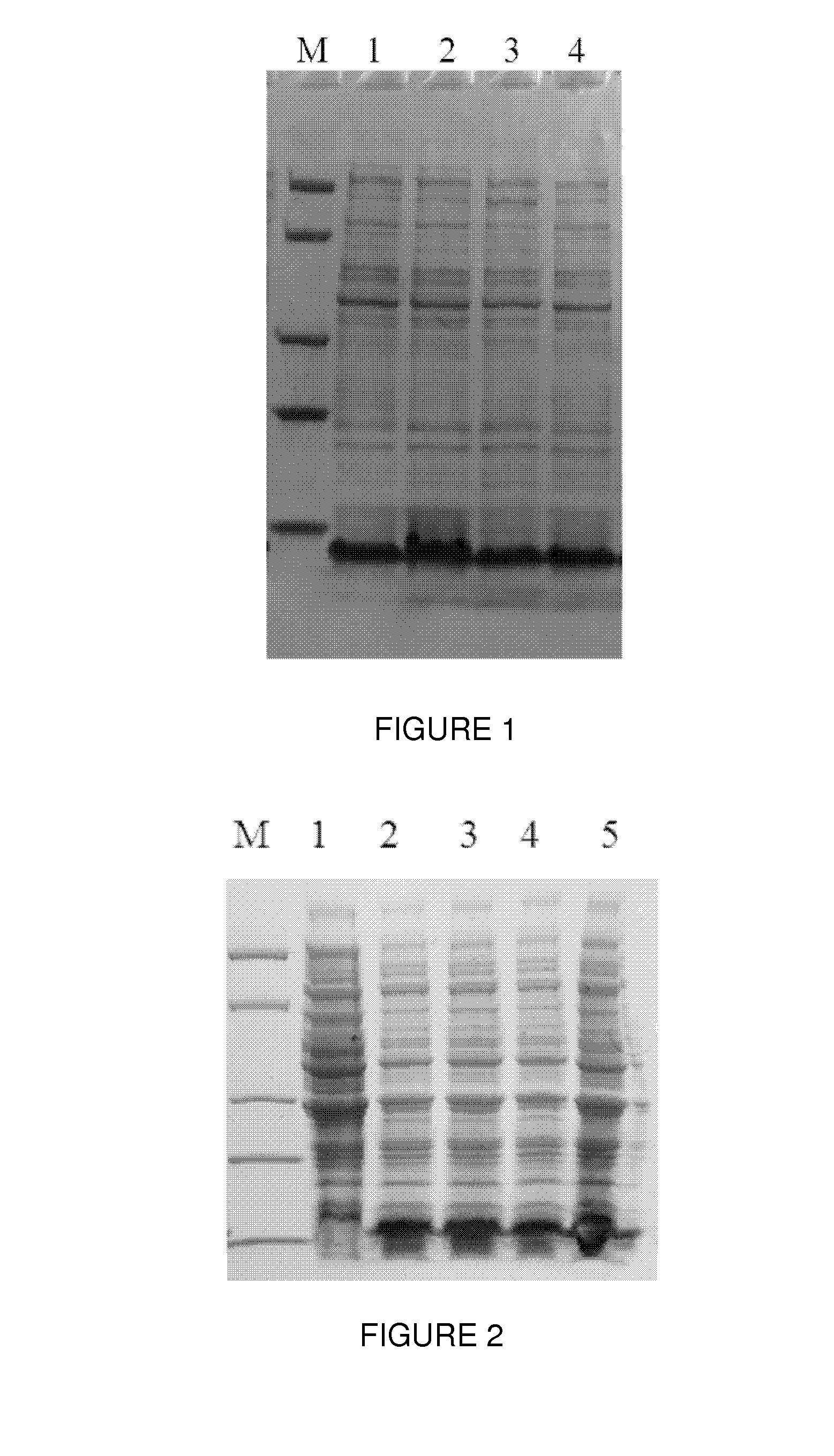 Kind of mutated proteins a with high alkali resistance feature and application thereof