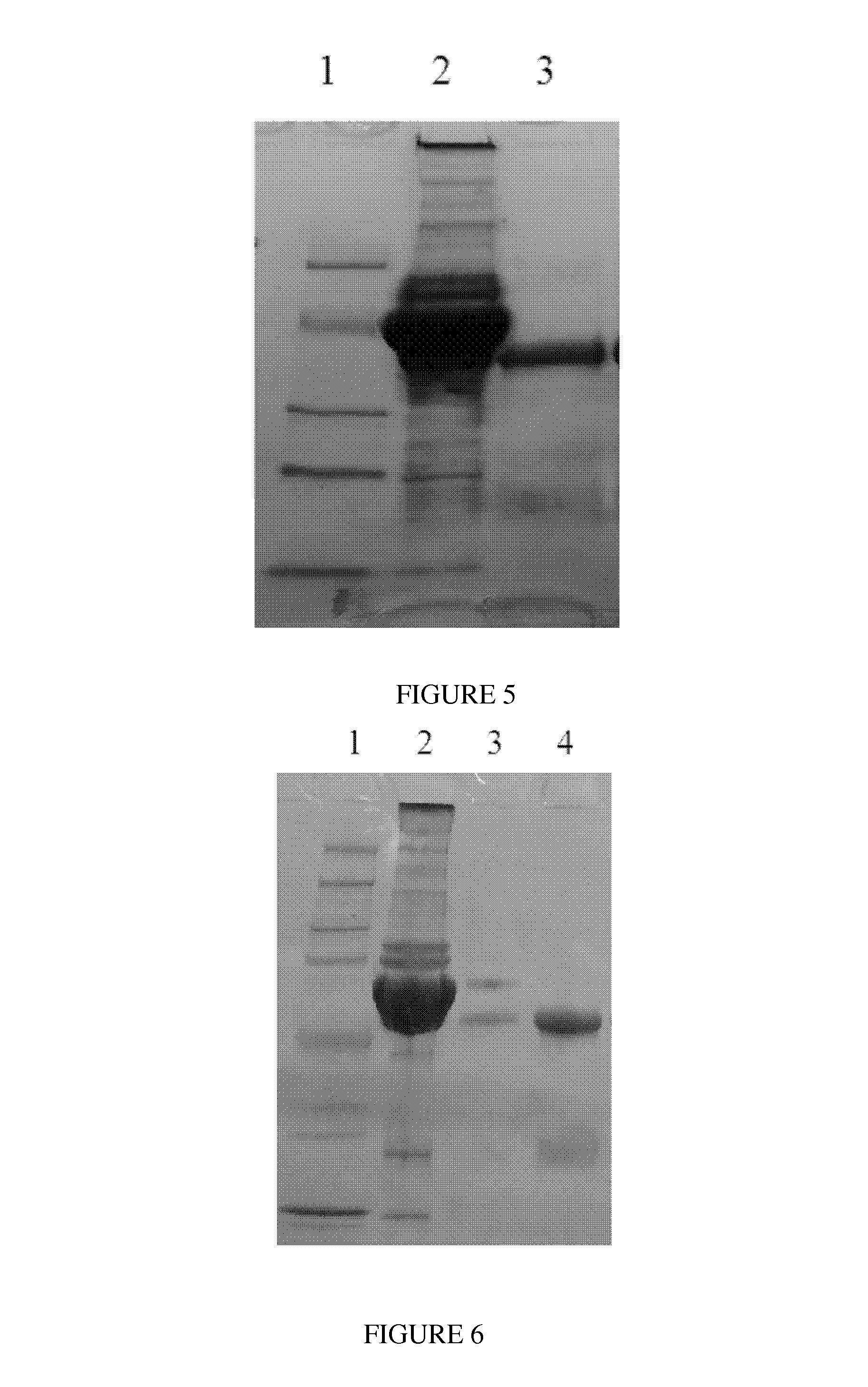 Kind of mutated proteins a with high alkali resistance feature and application thereof