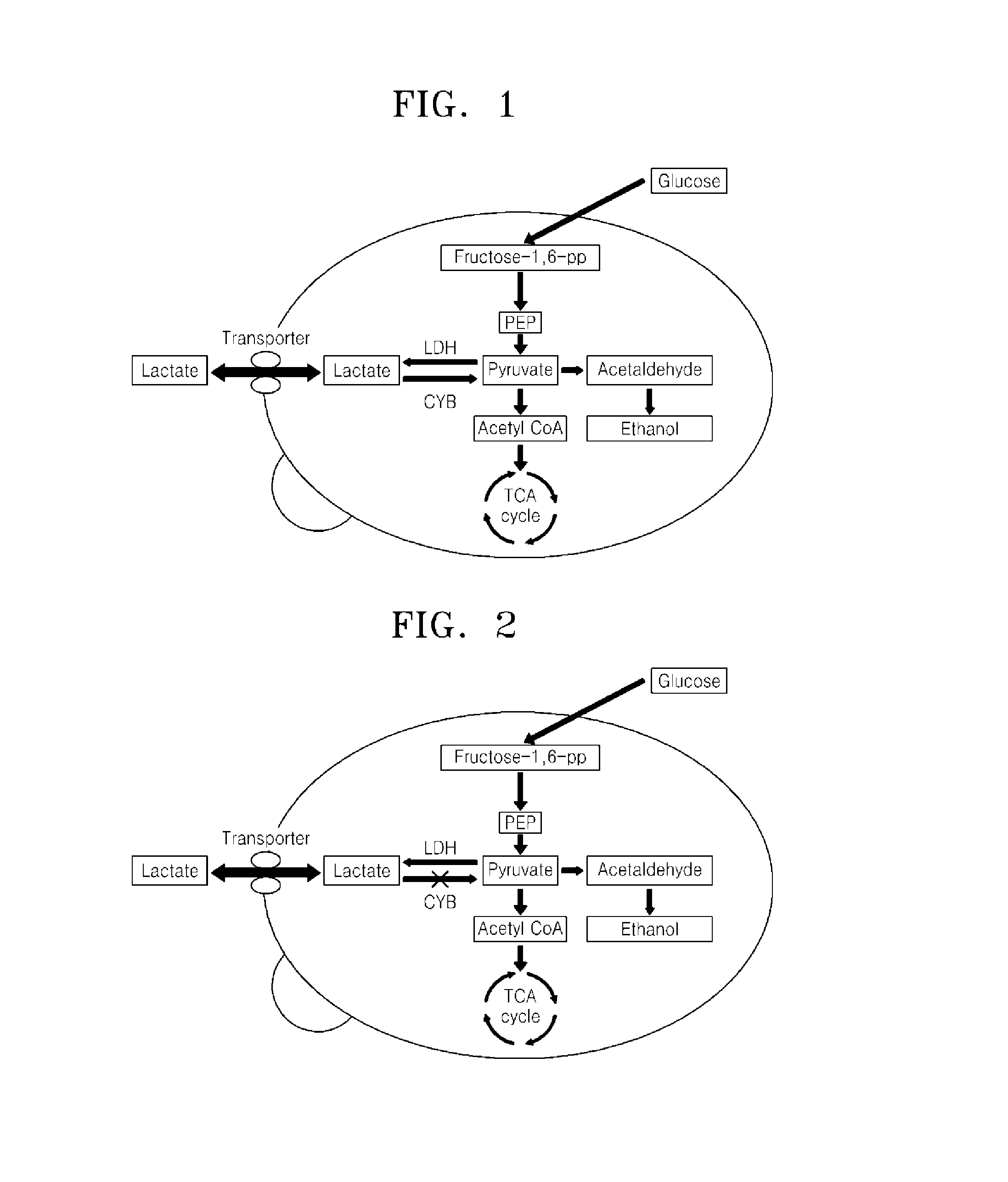 Microorganism over-expressing lactic acid transporter gene and having inhibitory pathway of lactic acid degradation, and method of producing lactic acid using the microorganism