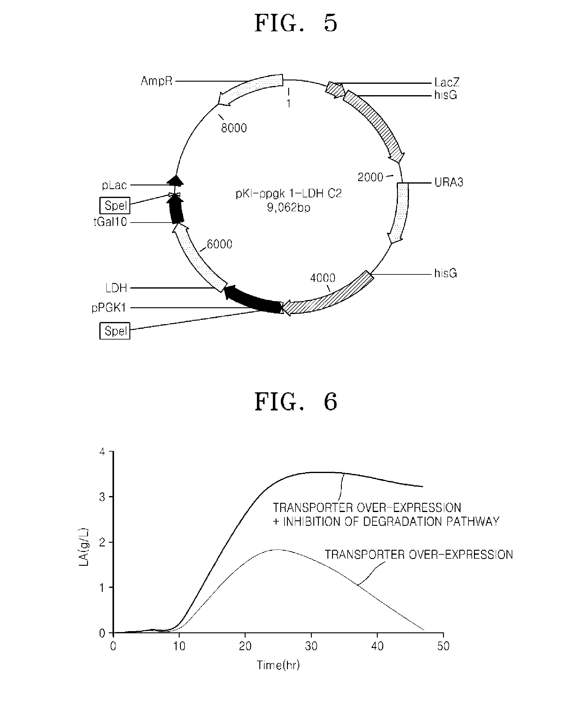 Microorganism over-expressing lactic acid transporter gene and having inhibitory pathway of lactic acid degradation, and method of producing lactic acid using the microorganism