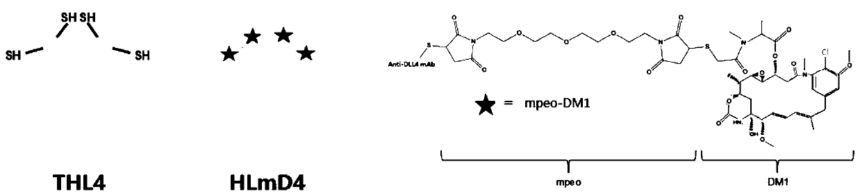 Conjugate of anti-human DLL4 humanized antibody and maytansine alkaloid DM1, preparation method and application thereof