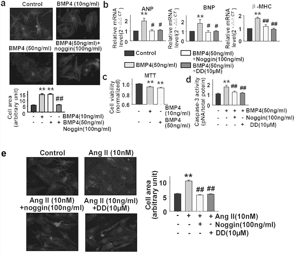 Application of bone morphogenetic protein-4 in screening drugs for resisting cardiac hypertrophy, heart failure or cardiac fibrosis