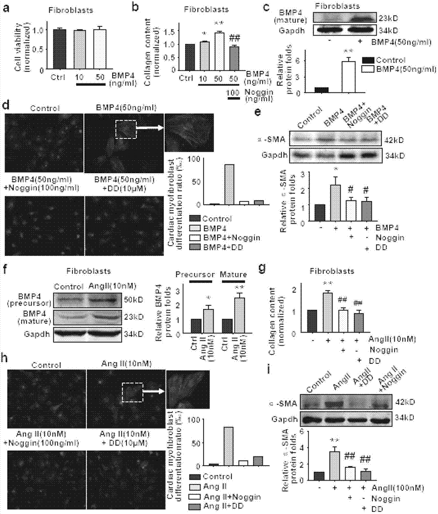 Application of bone morphogenetic protein-4 in screening drugs for resisting cardiac hypertrophy, heart failure or cardiac fibrosis