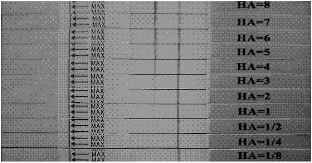 Anti-H7N9 subtype avian influenza virus monoclonal antibody epitope as well as screening method and application thereof