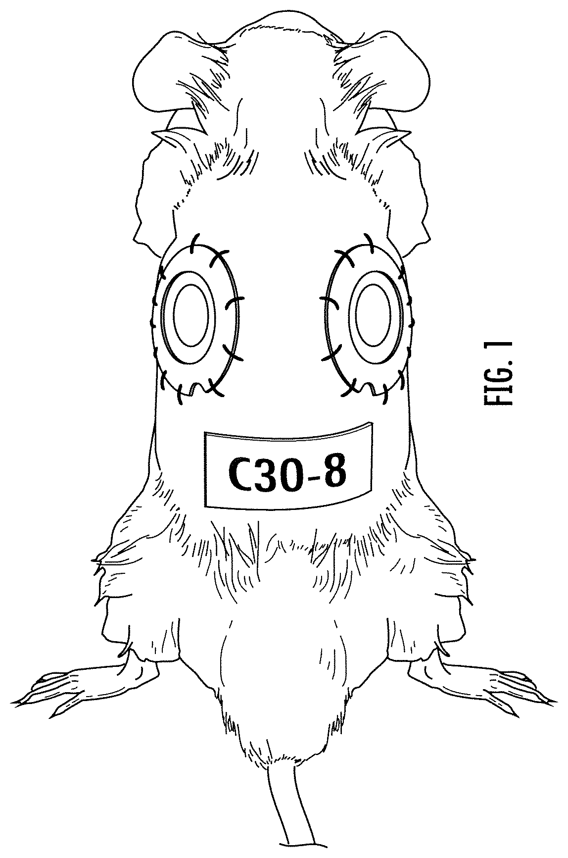 Animal wound model and methods of use