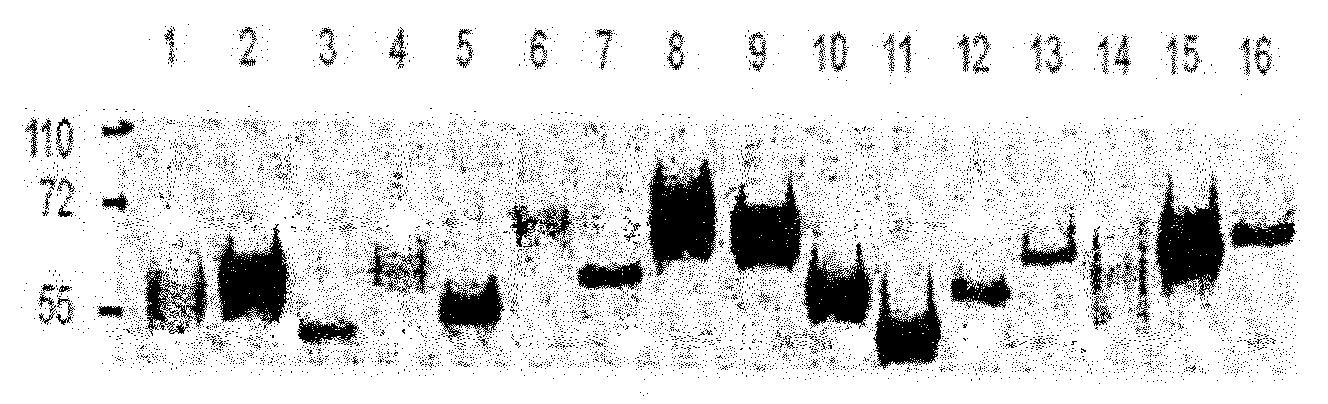 Compositions and methods for identifying response targets and treating flavivirus infection responses