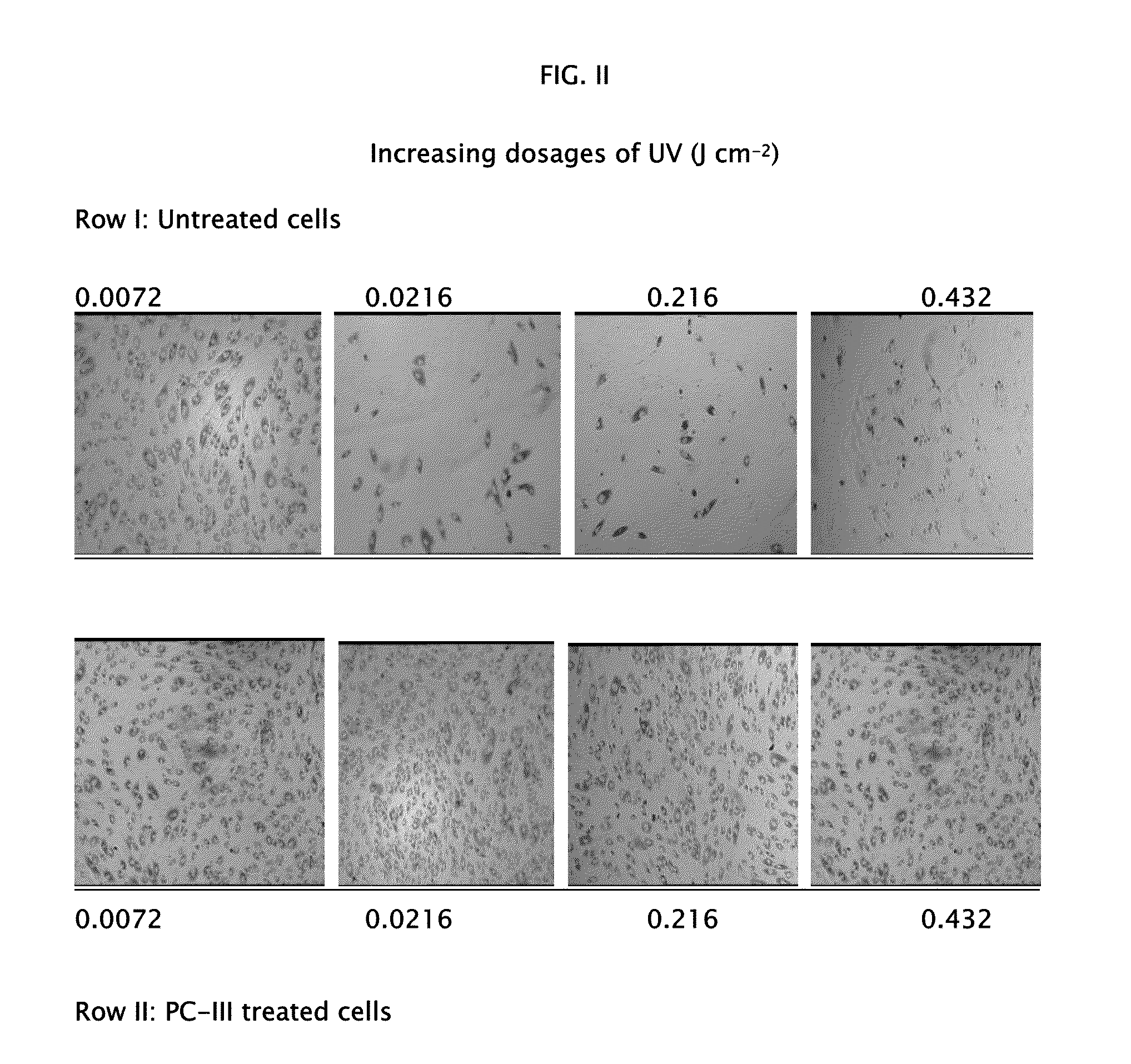 Protective Compositions for Dermal Papilla Cells