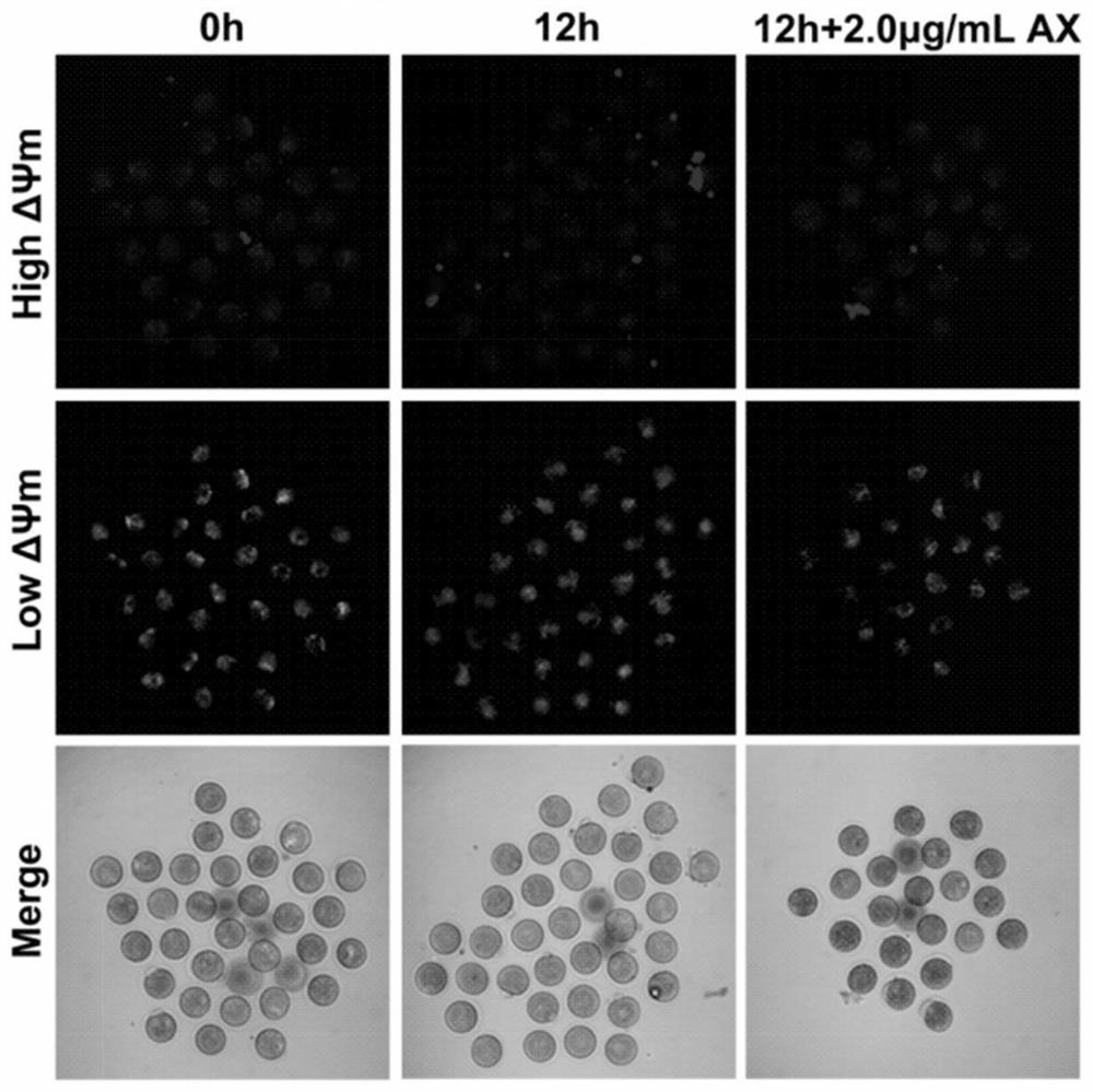 A method for delaying the aging of eggs cultured in vitro