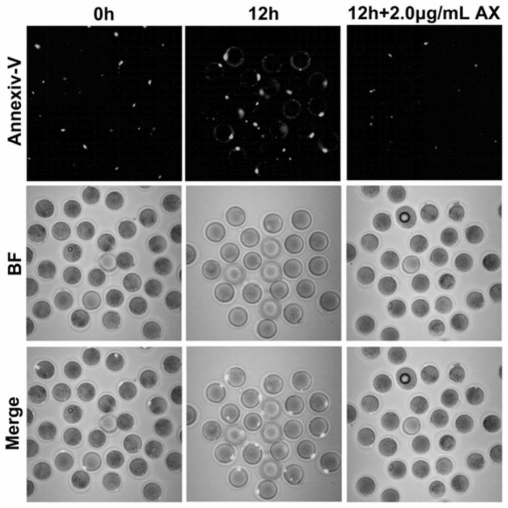 A method for delaying the aging of eggs cultured in vitro