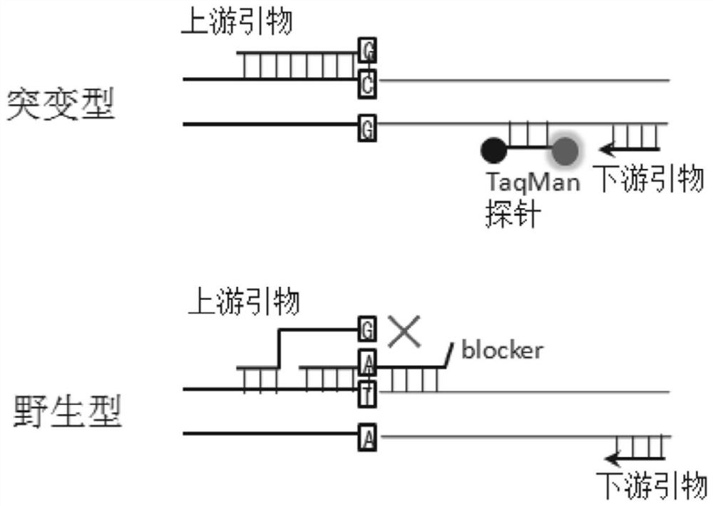 Multiple enrichment method for detection of low-frequency mutations associated with targeted drugs in non-small cell lung cancer