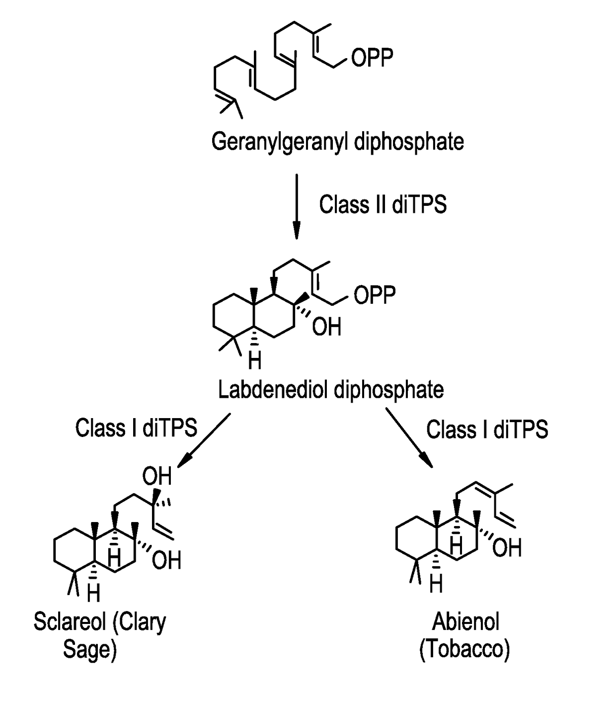 Methods for producing abienol