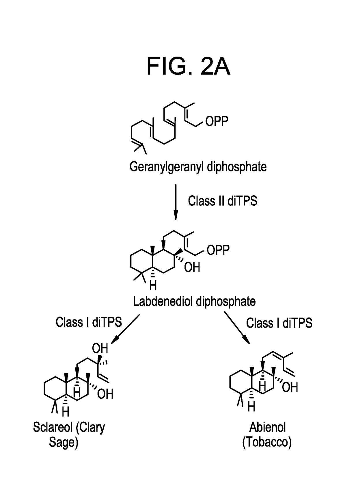 Methods for producing abienol